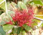 Combretum holstii