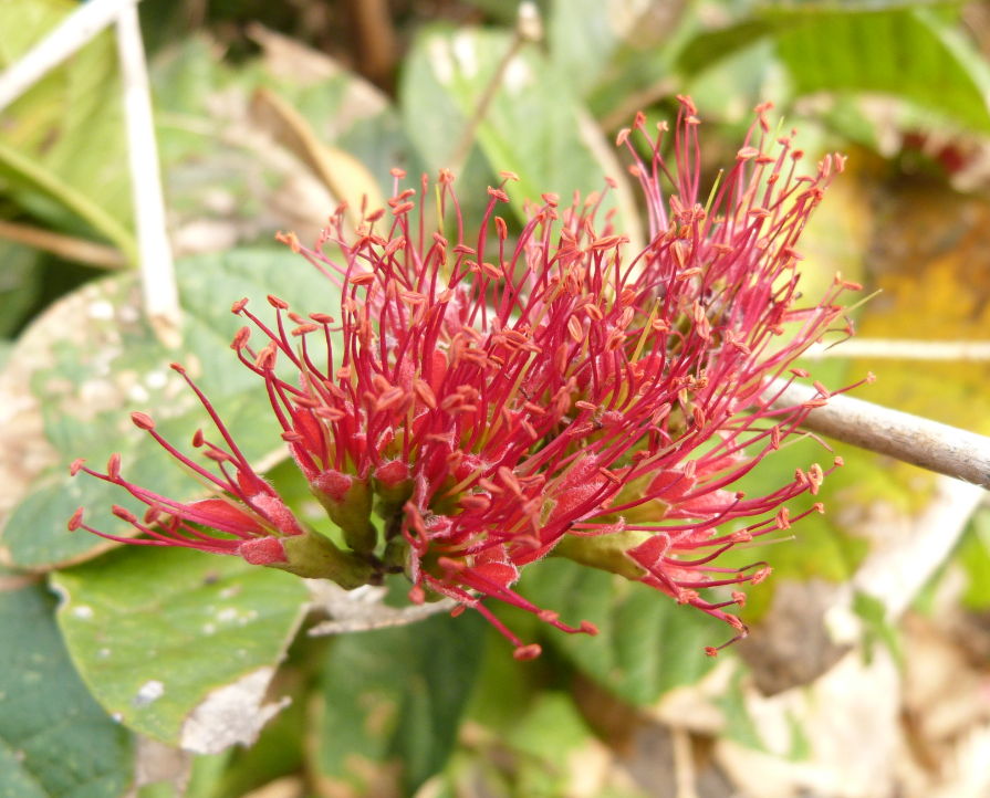 Combretum holstii