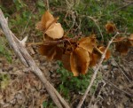 Combretum holstii