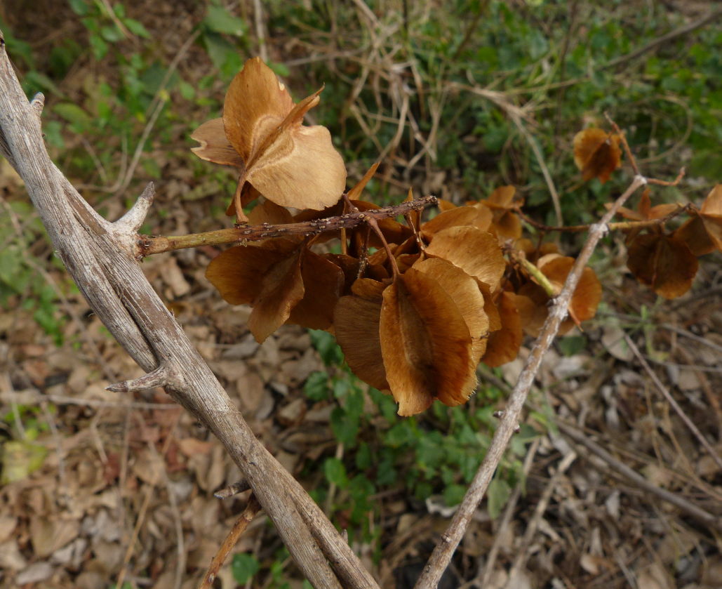 Combretum holstii