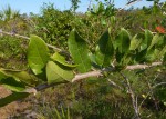 Combretum constrictum
