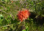 Combretum constrictum