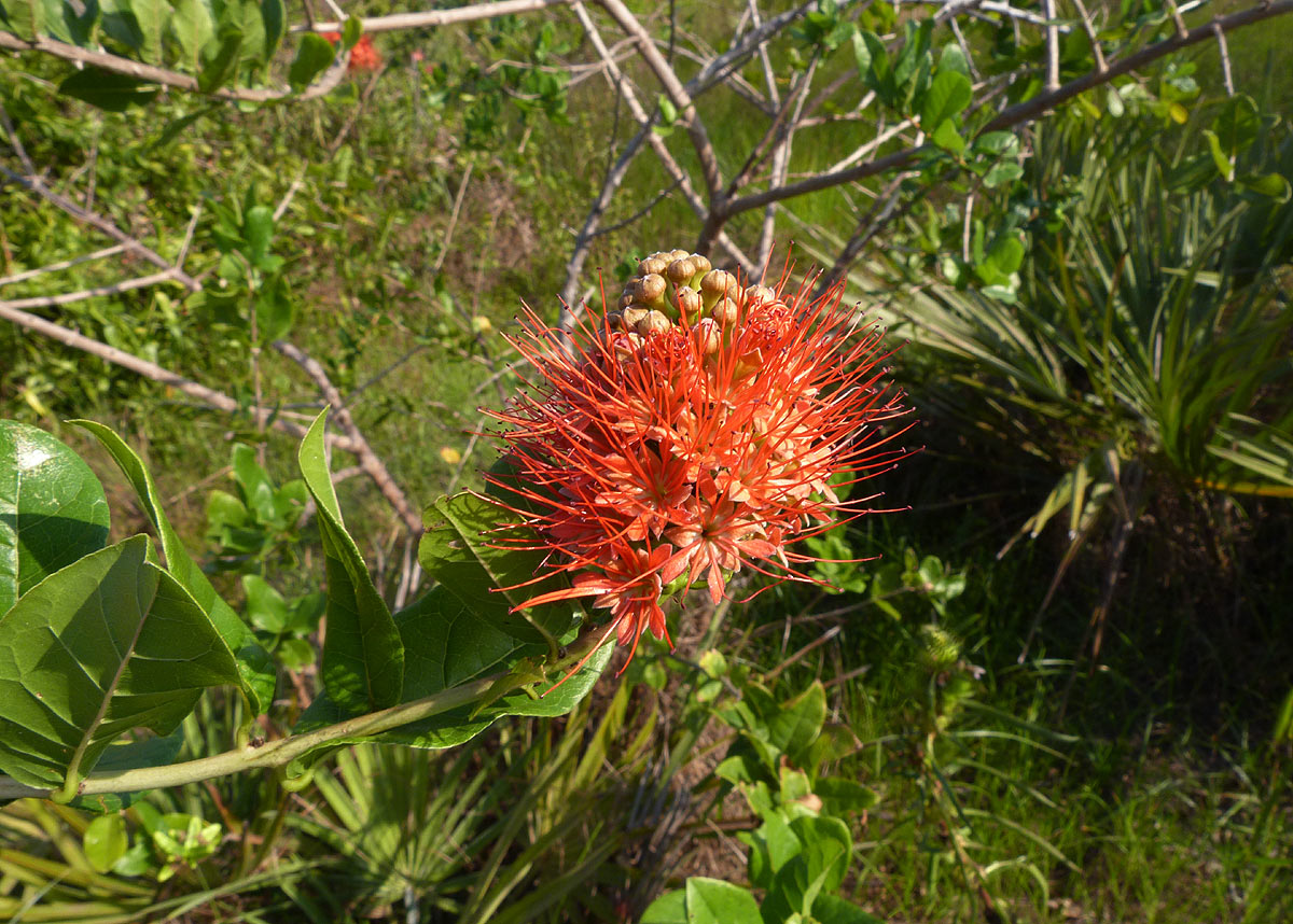 Combretum constrictum