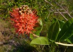 Combretum constrictum
