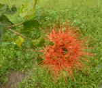 Combretum constrictum