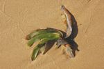Thalassodendron ciliatum
