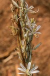 Chlorophytum stolzii