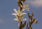 Chlorophytum stolzii