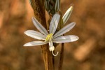 Chlorophytum stolzii