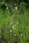 Chlorophytum pubiflorum