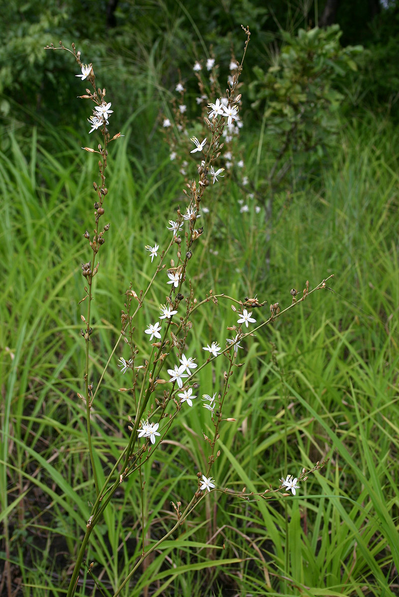 Chlorophytum pubiflorum
