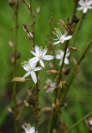 Chlorophytum pubiflorum