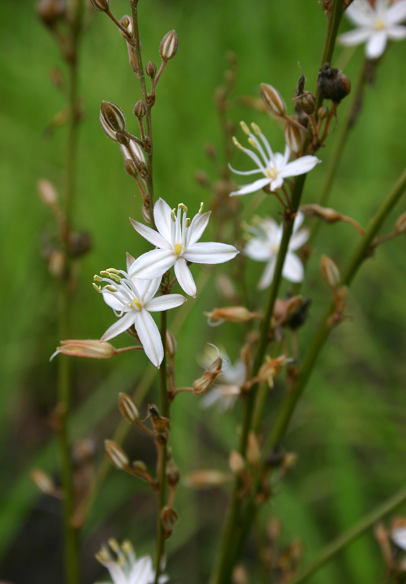 Chlorophytum pubiflorum