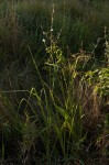 Chlorophytum pubiflorum