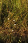 Chlorophytum pubiflorum