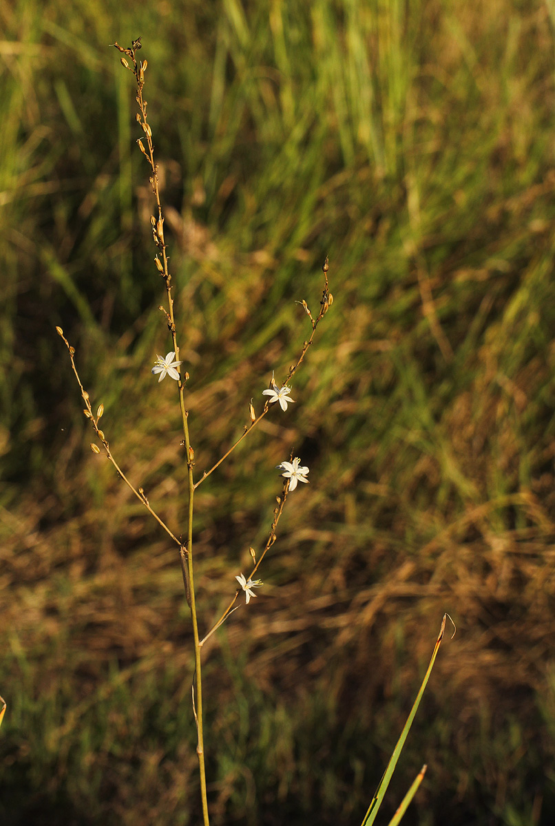 Chlorophytum pubiflorum