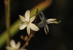 Chlorophytum pubiflorum