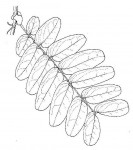 Brachystegia stipulata