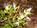 Brachystegia stipulata