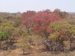 Brachystegia floribunda