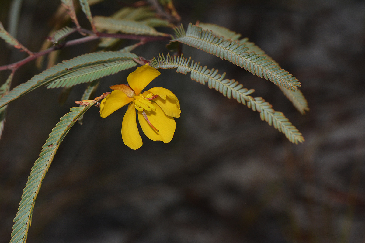 Chamaecrista paralias