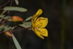 Chamaecrista paralias