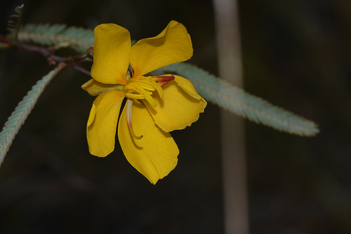 Chamaecrista paralias