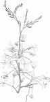 Cassia angolensis