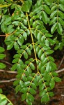 Guilandina bonduc