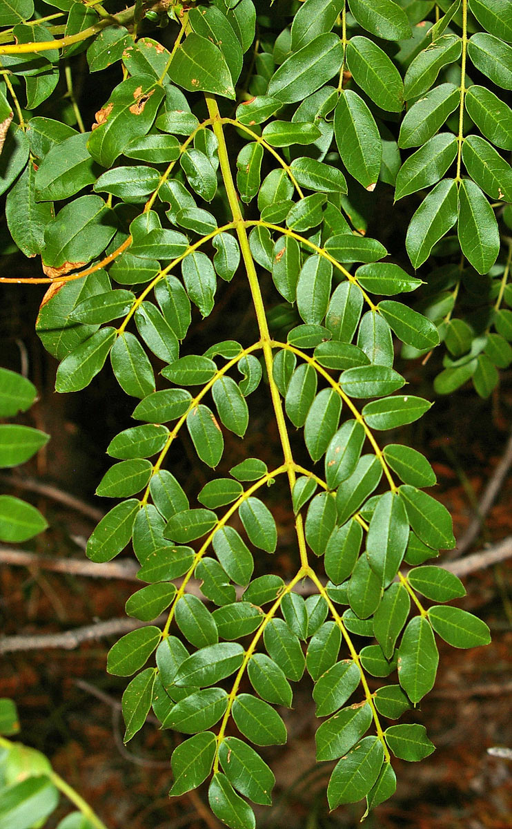 Guilandina bonduc