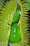 Guilandina bonduc