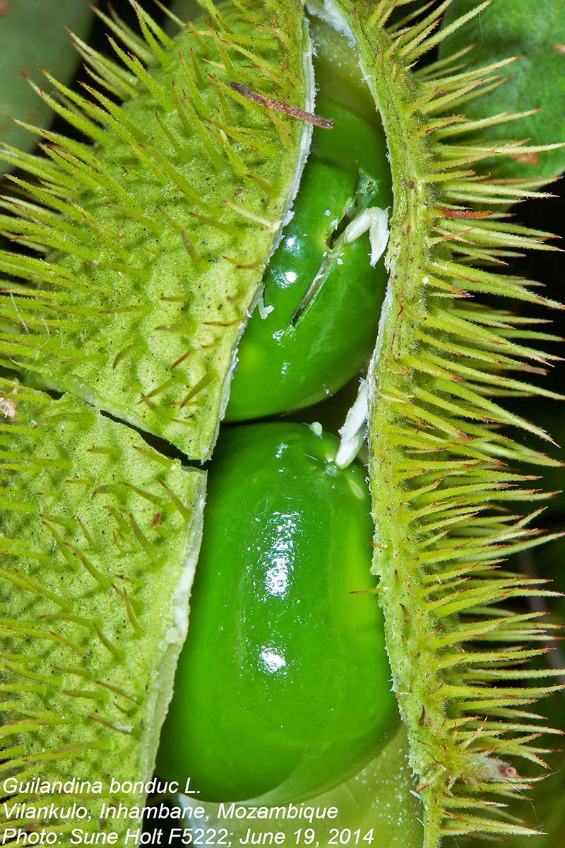Guilandina bonduc