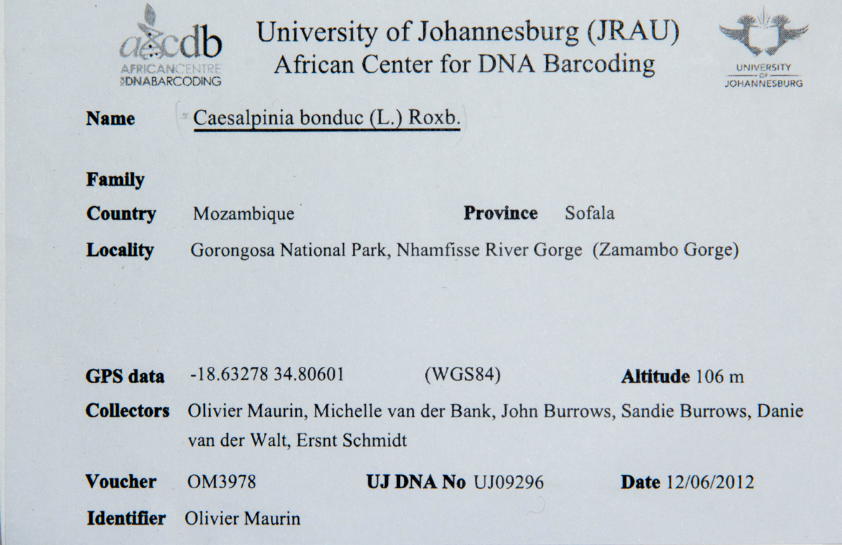 Guilandina bonduc