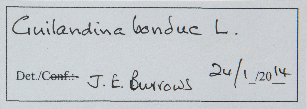 Guilandina bonduc