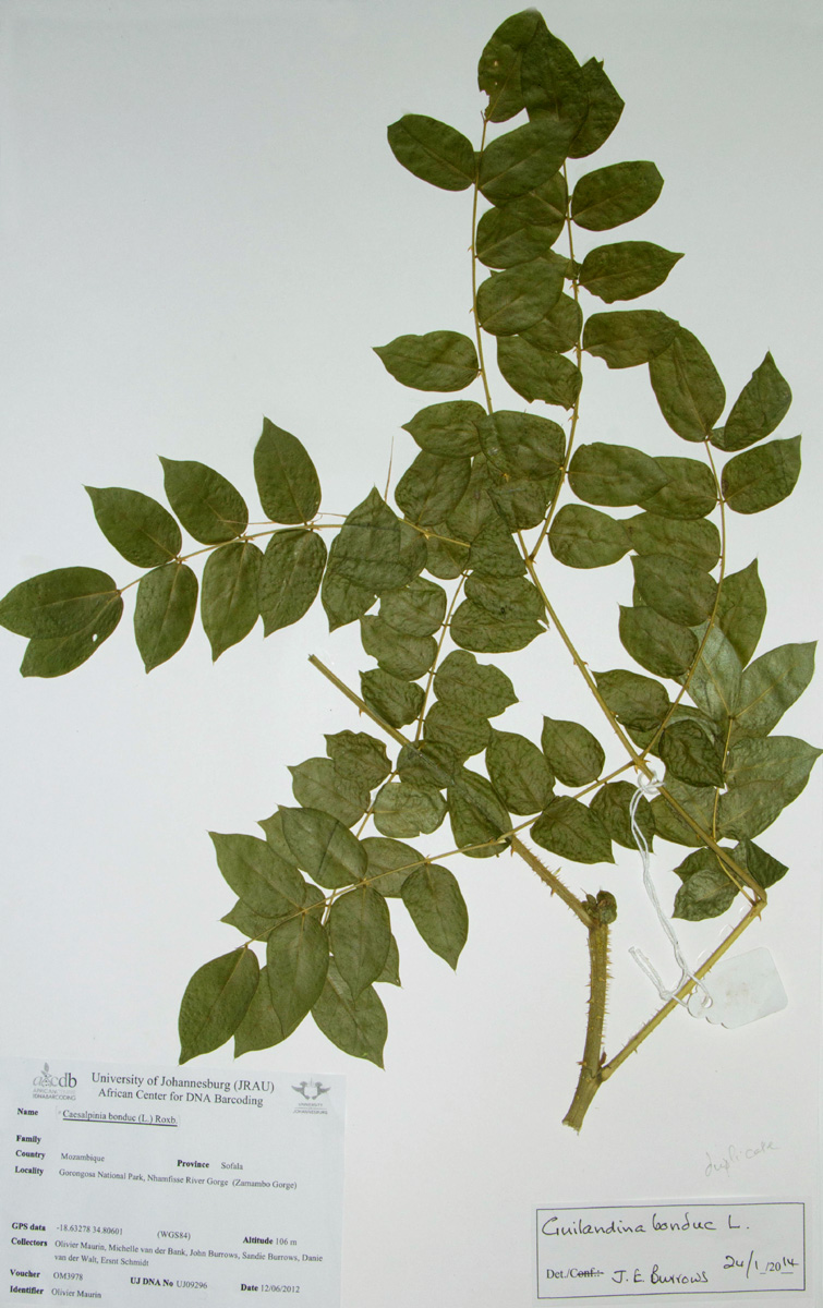Guilandina bonduc