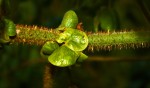 Guilandina bonduc