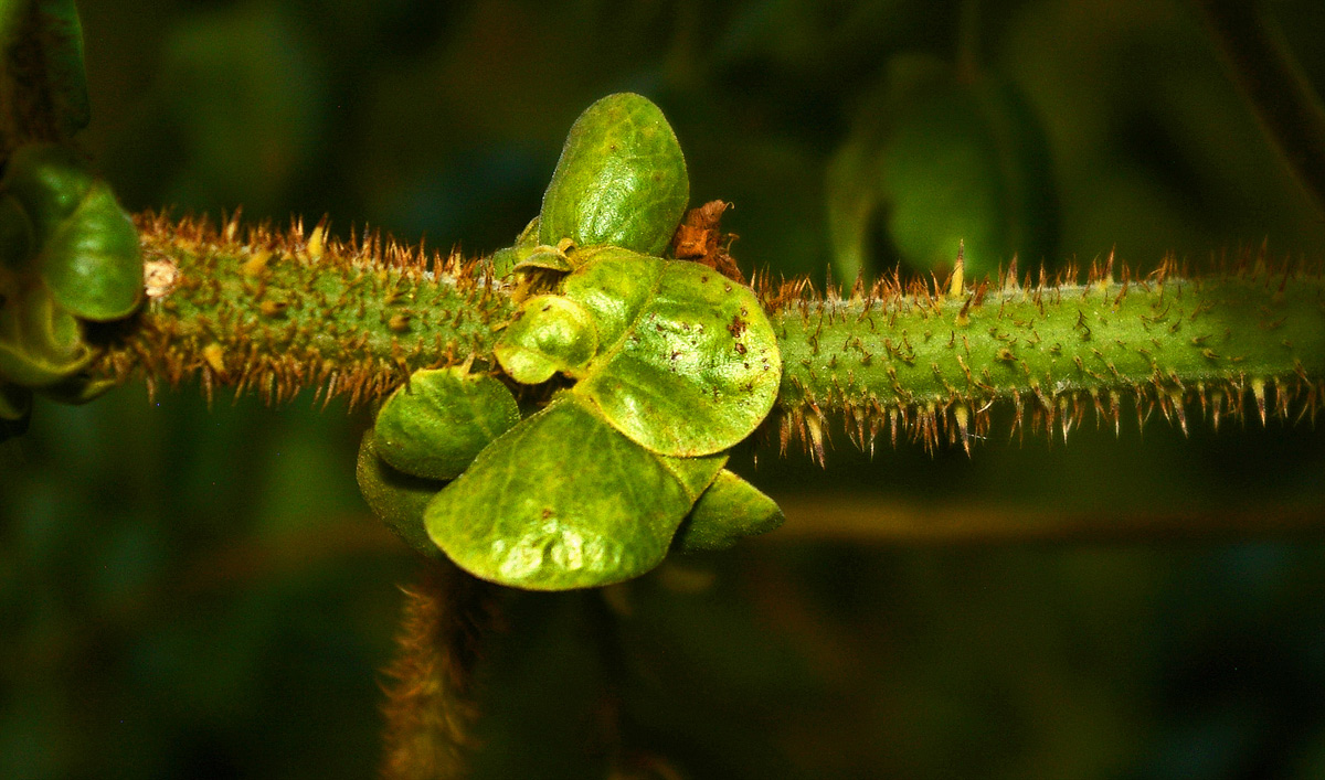 Guilandina bonduc