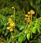 Guilandina bonduc