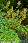 Guilandina bonduc