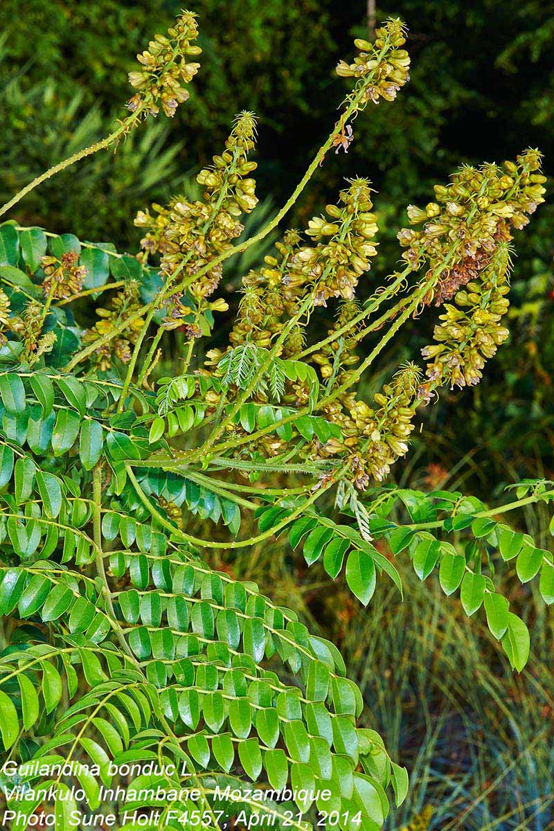 Guilandina bonduc