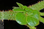 Guilandina bonduc