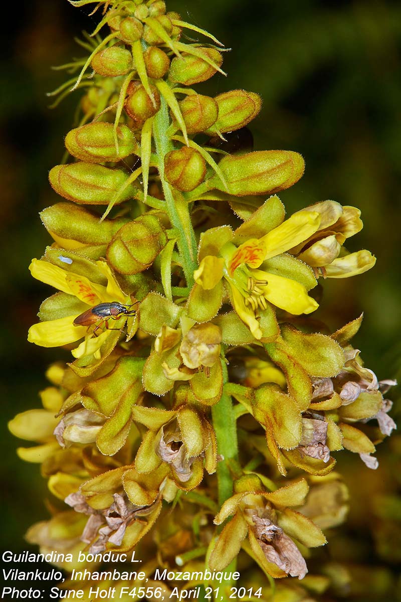 Guilandina bonduc