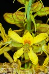 Guilandina bonduc