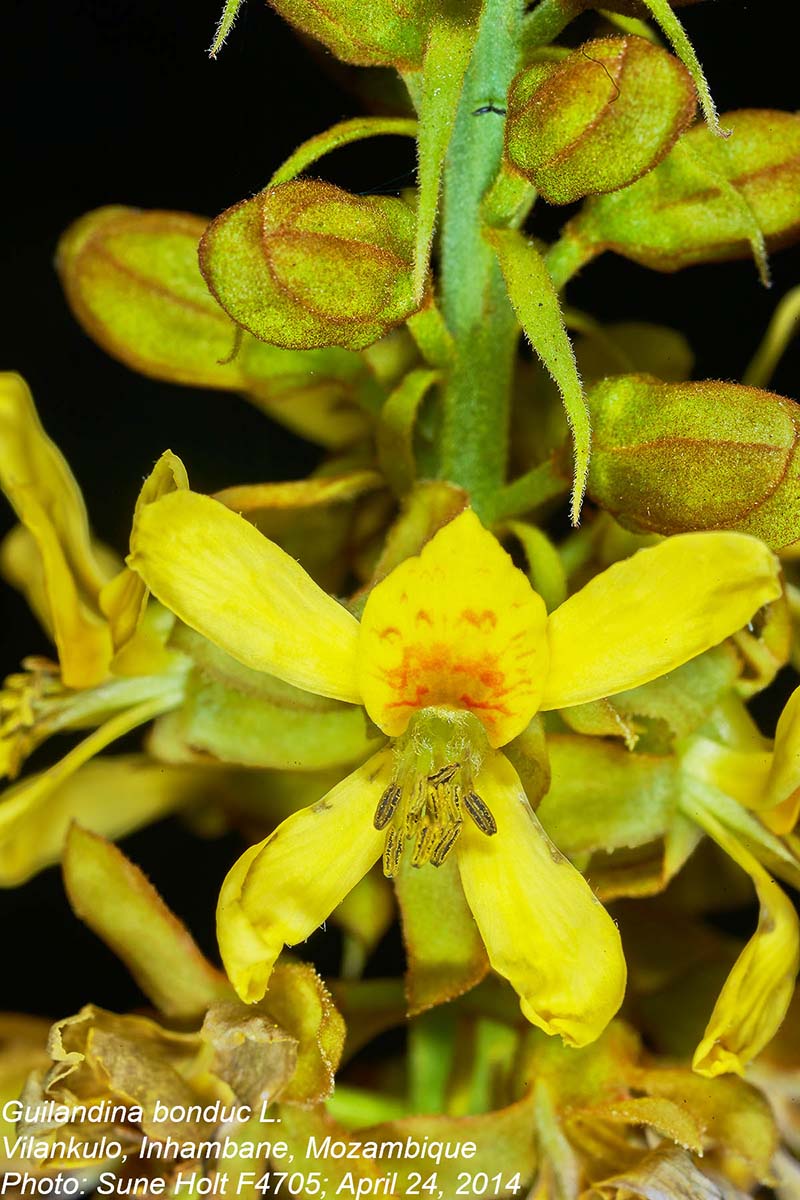 Guilandina bonduc