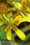 Guilandina bonduc