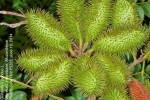 Guilandina bonduc