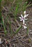 Wurmbea tenuis subsp. goetzei