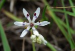 Wurmbea tenuis subsp. goetzei