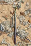 Rhizophora mucronata