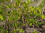 Ceriops tagal